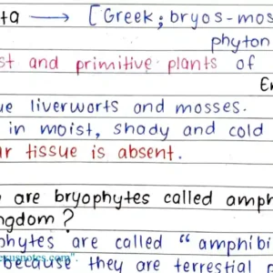 Bryophyta Handwritten Notes
