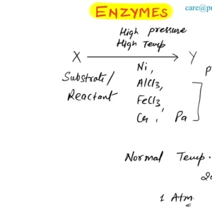 Enzymes Notes